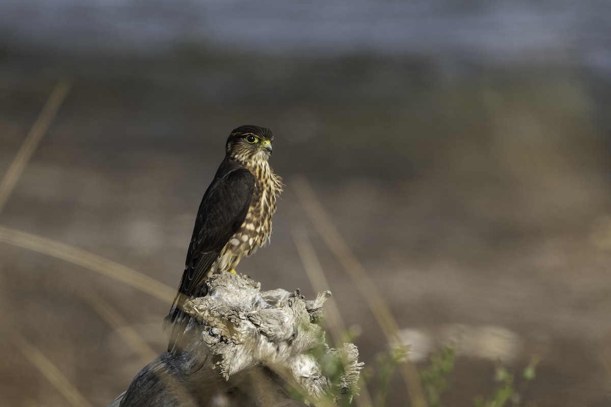 Merlin (Taiga) - ML644492506