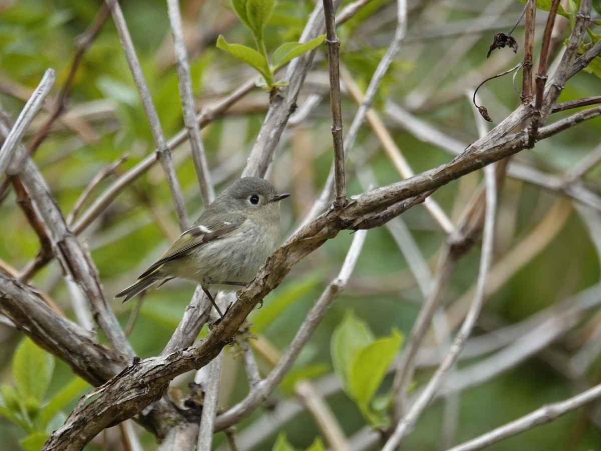 Roitelet à couronne rubis - ML644492507