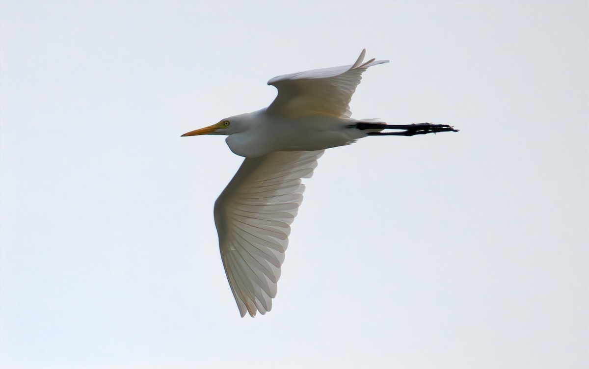 Бэсрэг дэглий - ML644492513