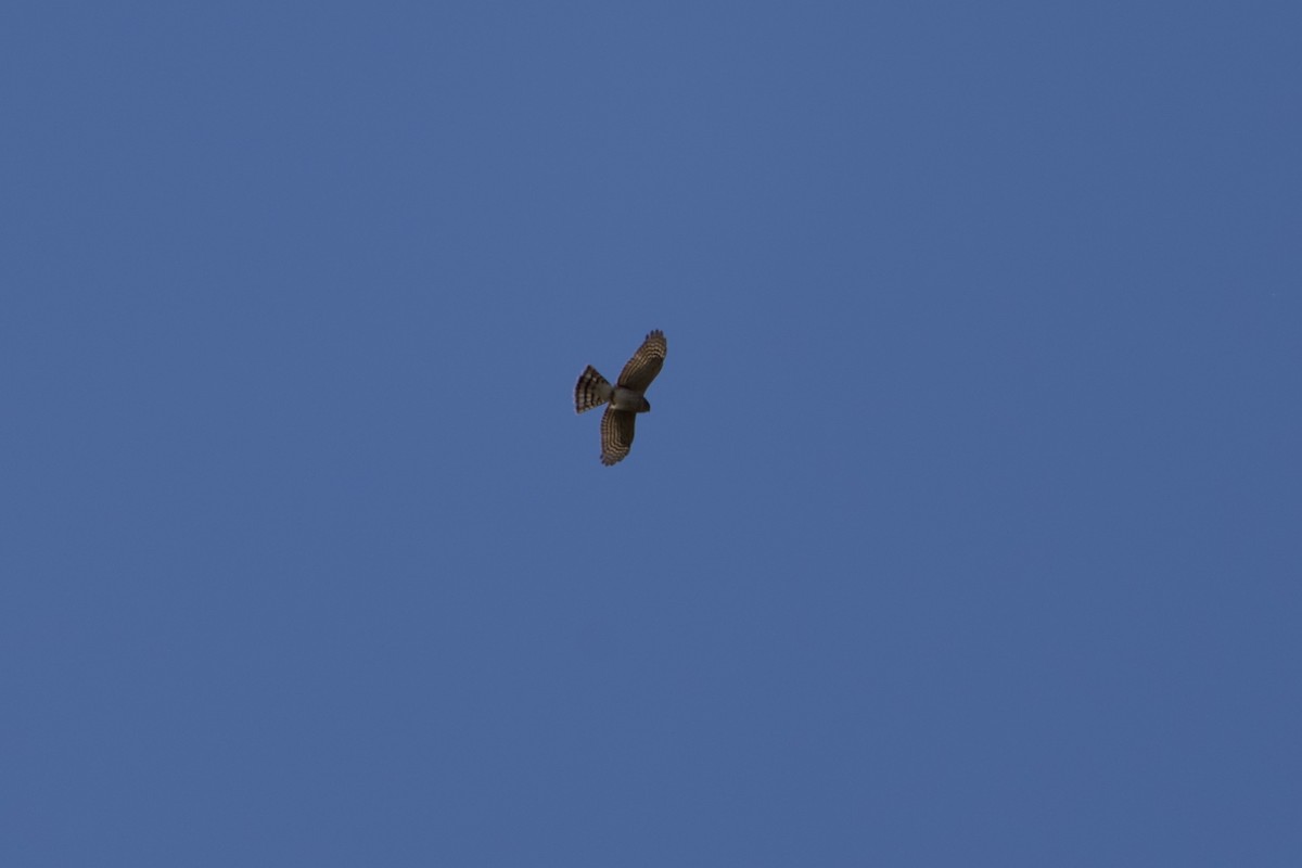 Sharp-shinned Hawk - ML644492526