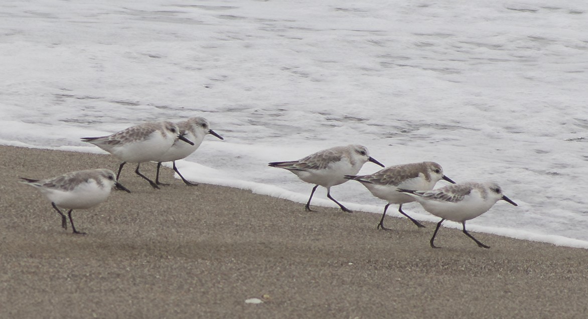 Гурвалж элсэг - ML644492534