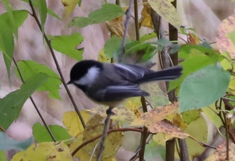 Black-capped Chickadee - ML644492537