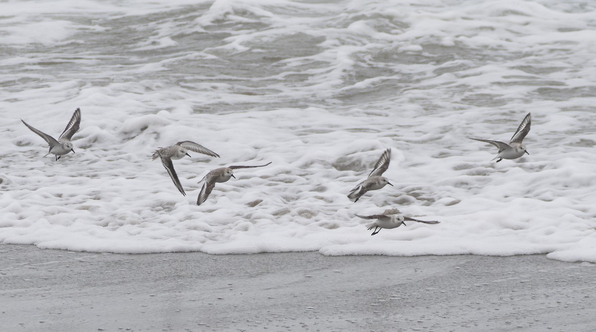 Гурвалж элсэг - ML644492539