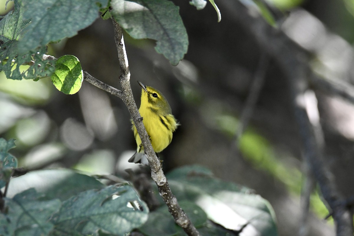 Paruline des prés - ML644492542