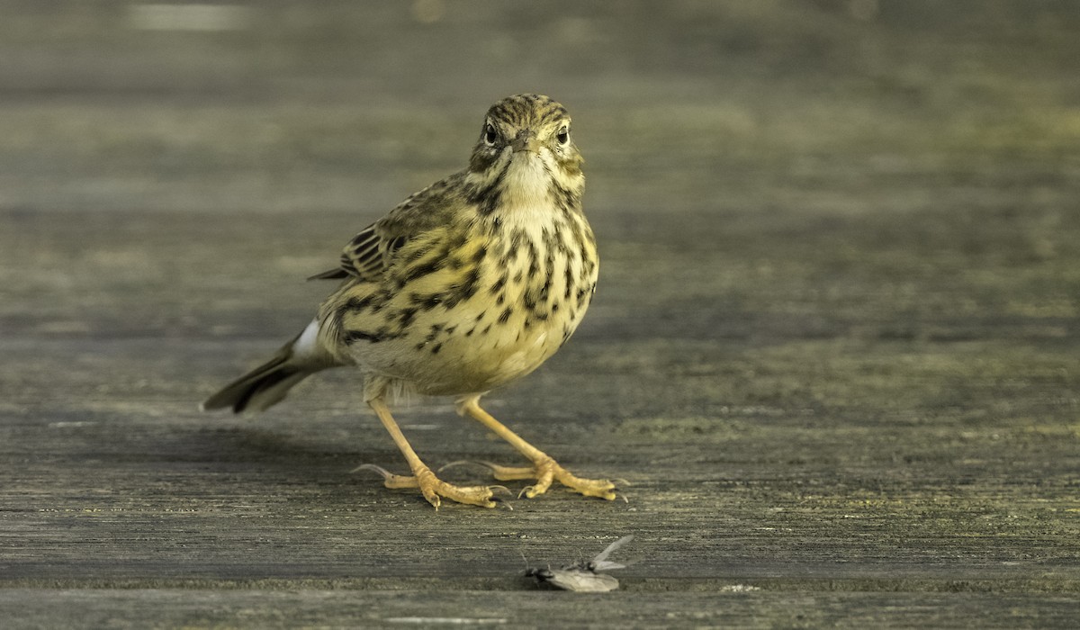 Meadow Pipit - ML644492543