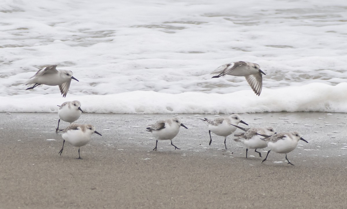 Гурвалж элсэг - ML644492545