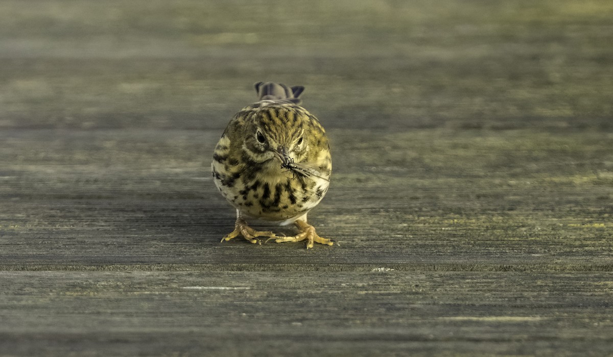 Meadow Pipit - ML644492547