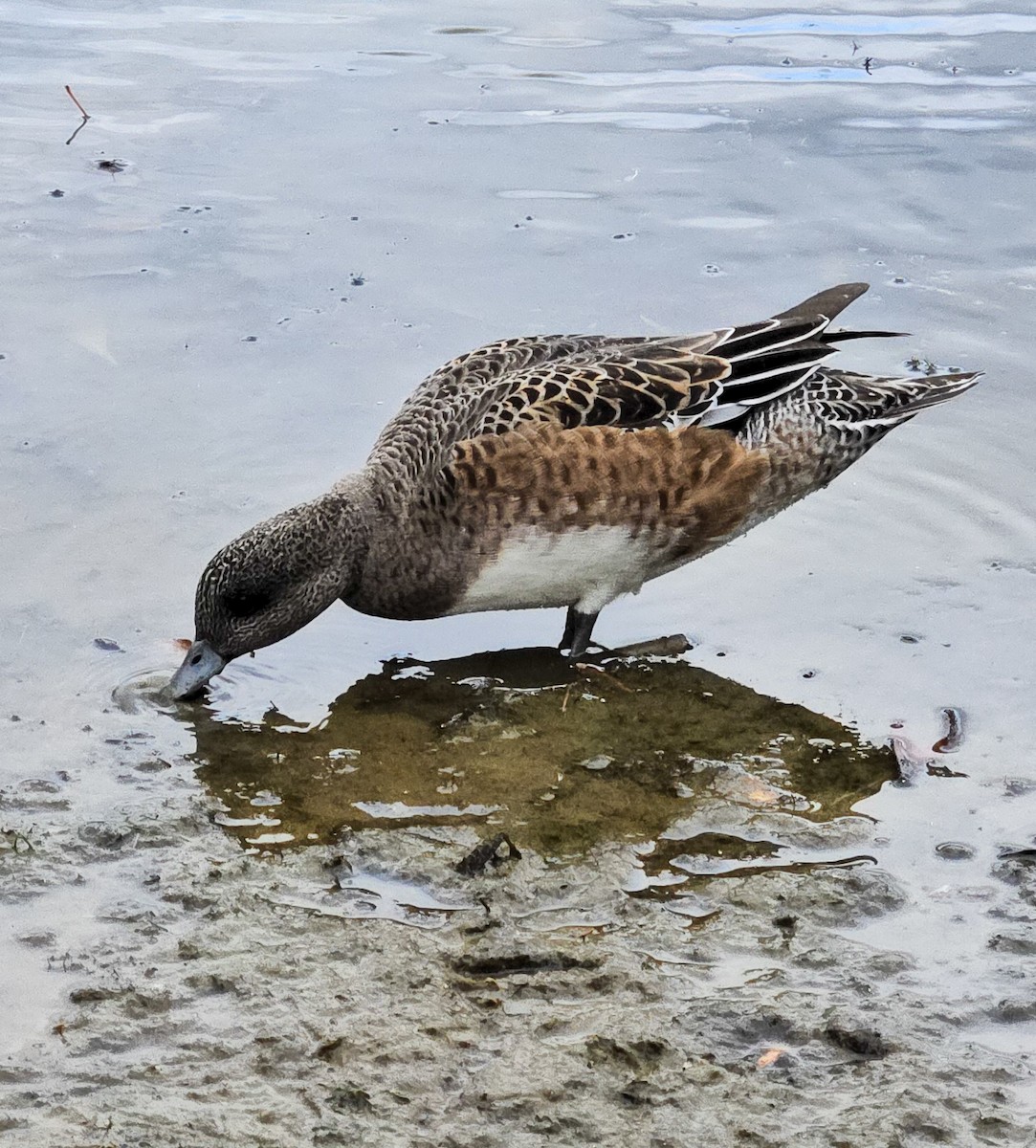 American Wigeon - ML644492549