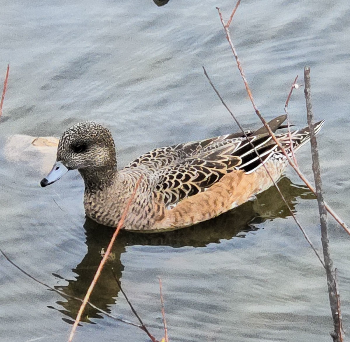 American Wigeon - ML644492551