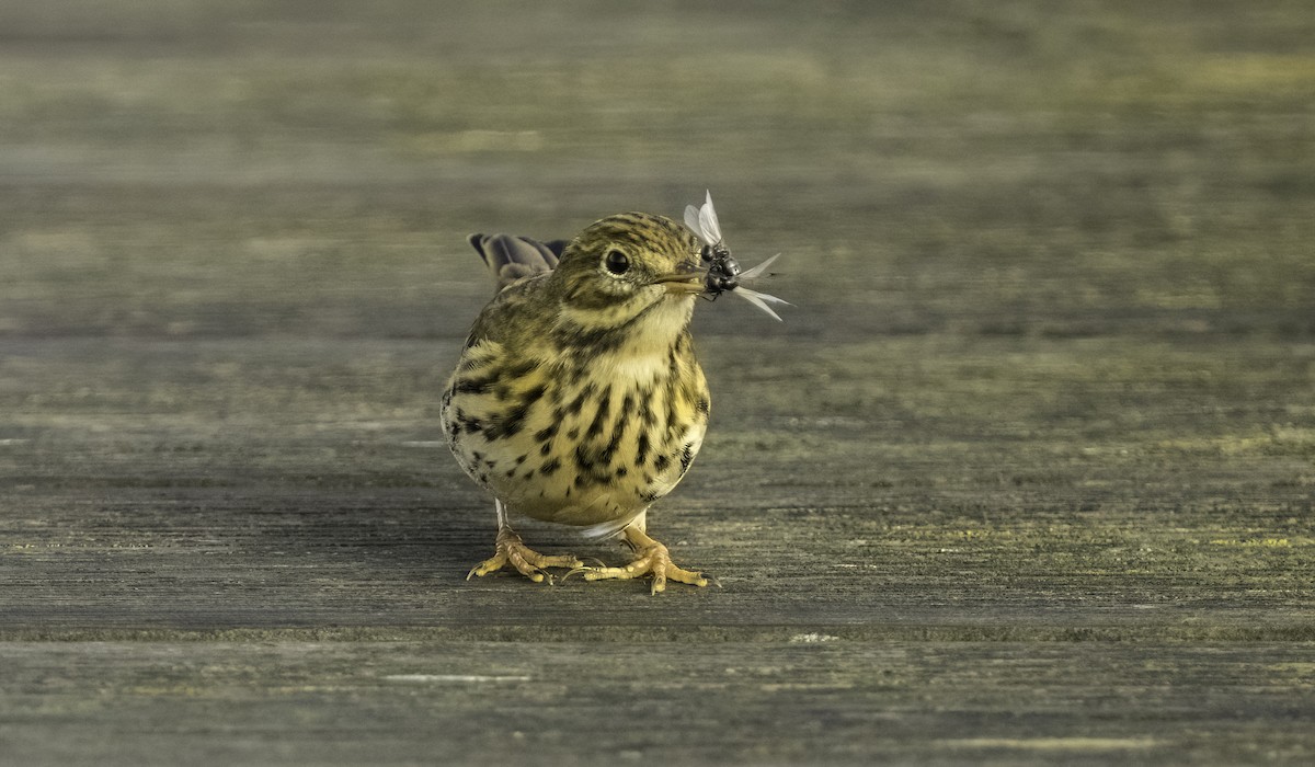 Meadow Pipit - ML644492553
