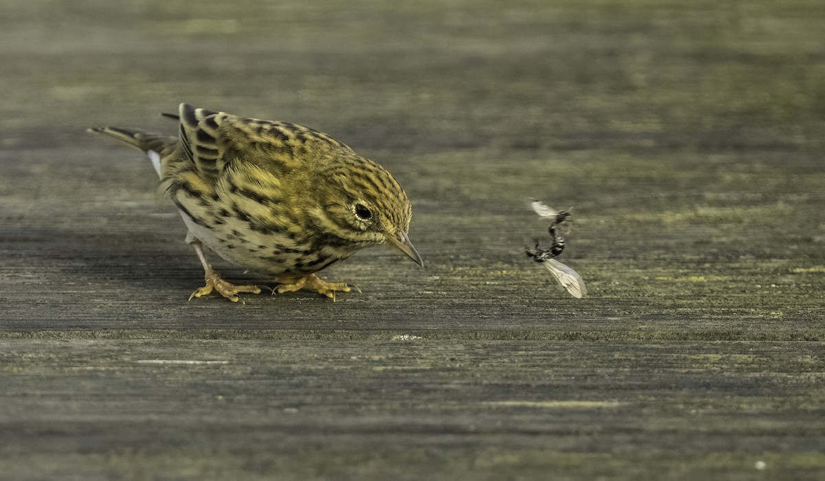 Meadow Pipit - ML644492555