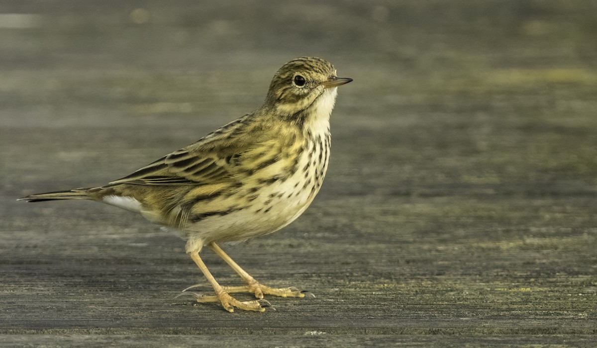 Meadow Pipit - ML644492560