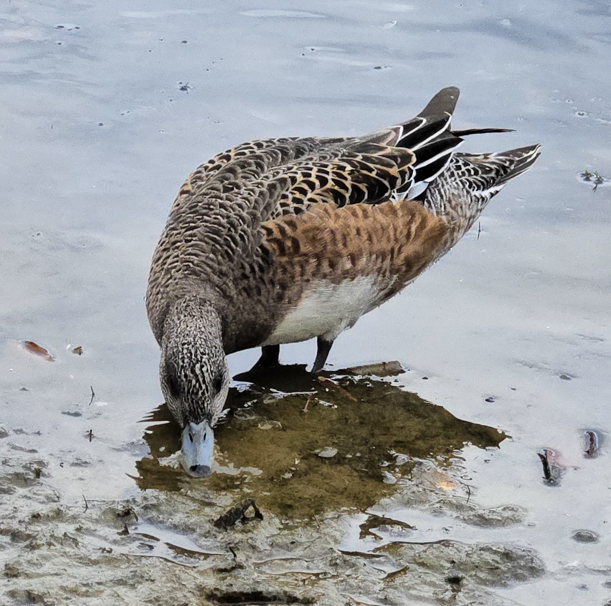 American Wigeon - ML644492562