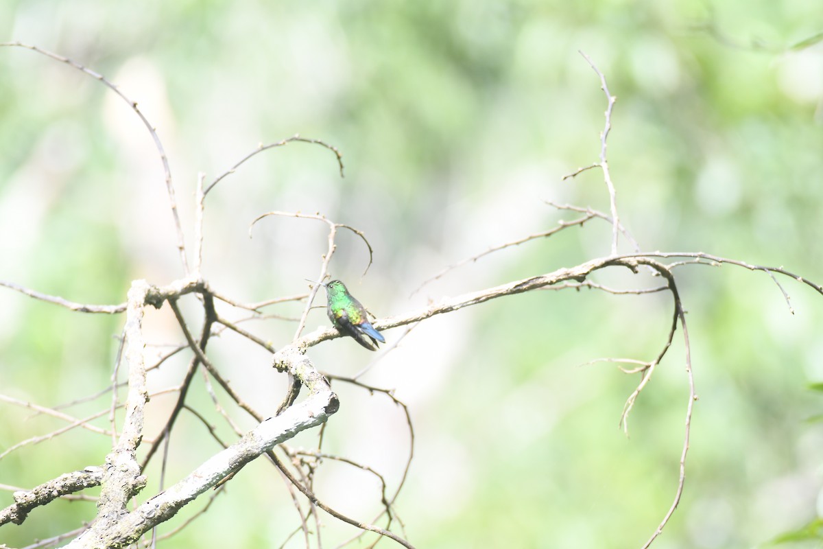 Blue-vented Hummingbird - ML644492565