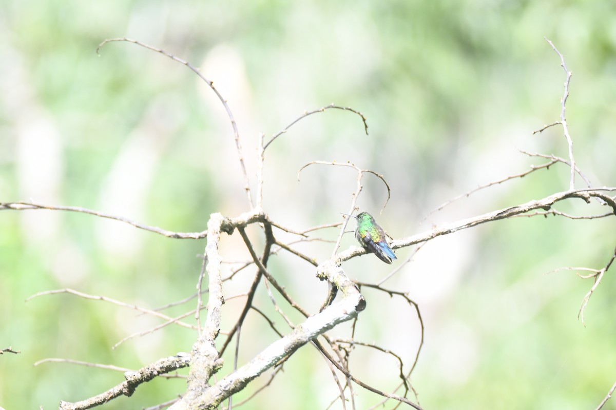 Blue-vented Hummingbird - ML644492566