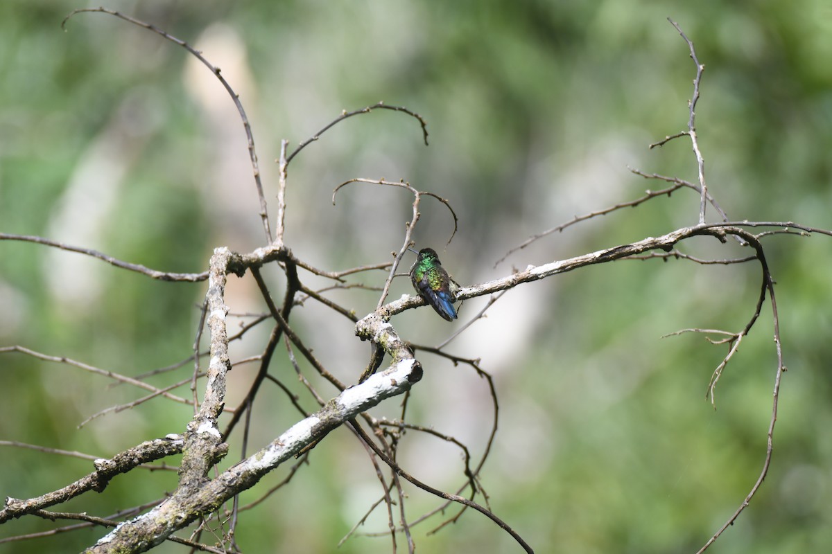 Blue-vented Hummingbird - ML644492567