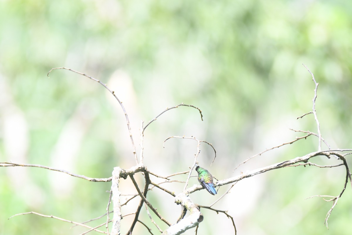 Blue-vented Hummingbird - ML644492568