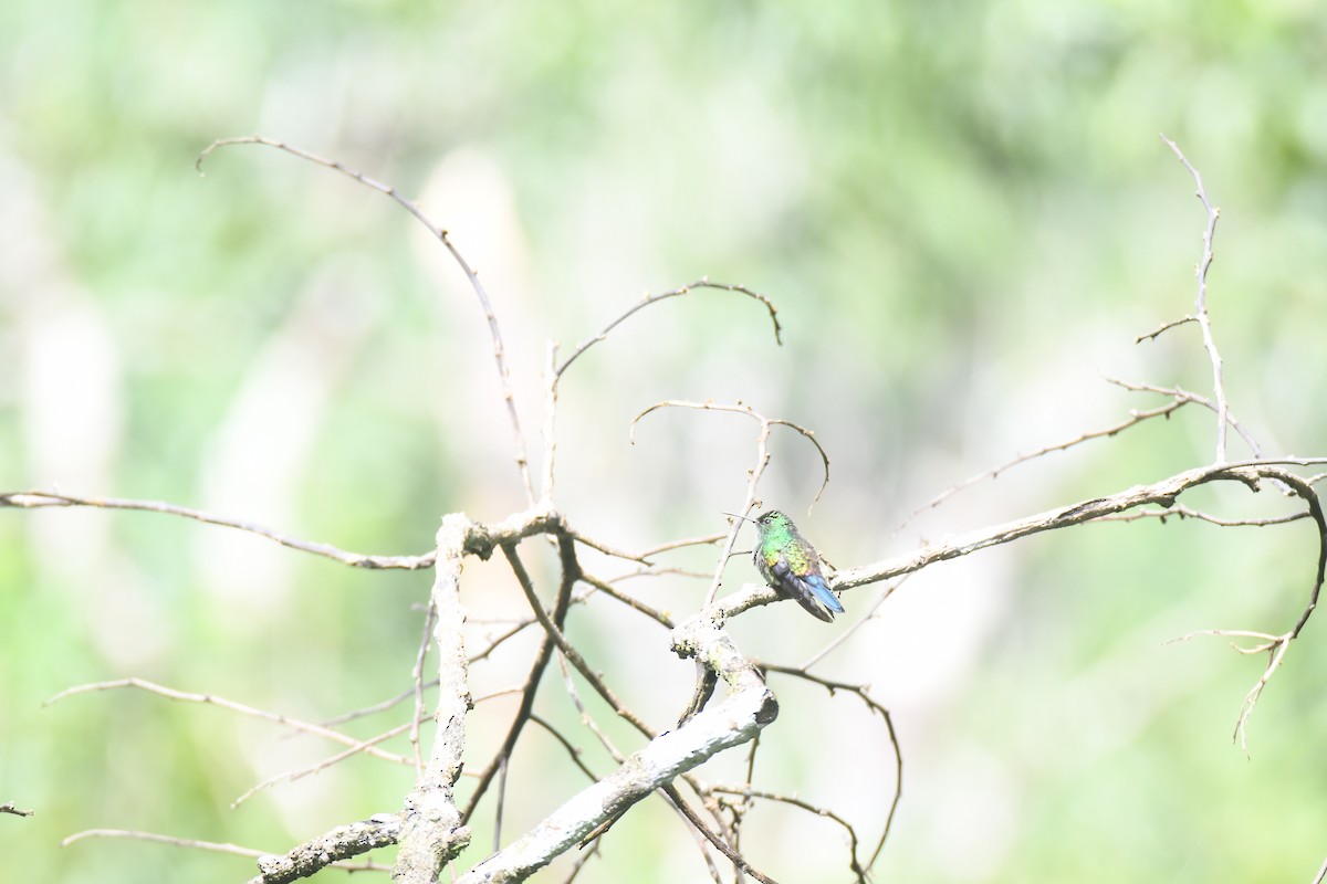 Blue-vented Hummingbird - ML644492569