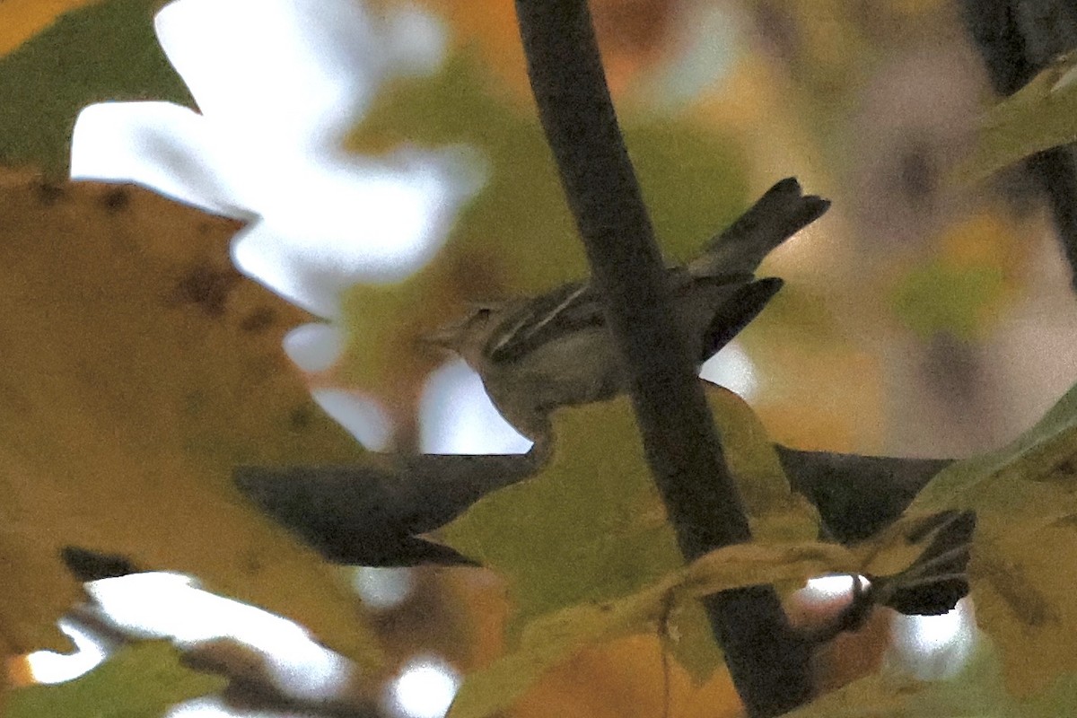 Blackpoll Warbler - ML644492580