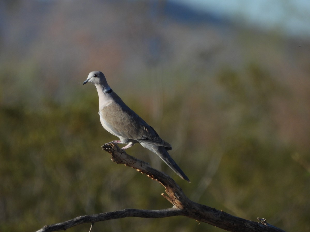 tyrkerdue - ML644492583