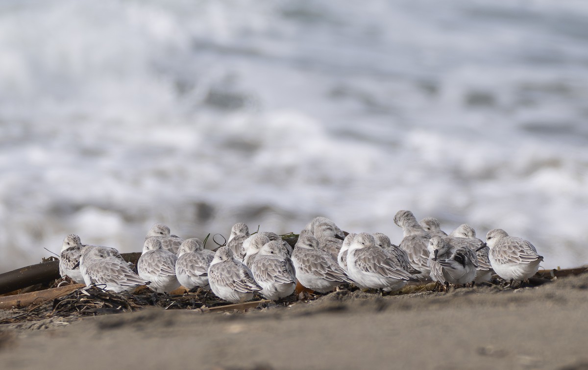 Гурвалж элсэг - ML644492584