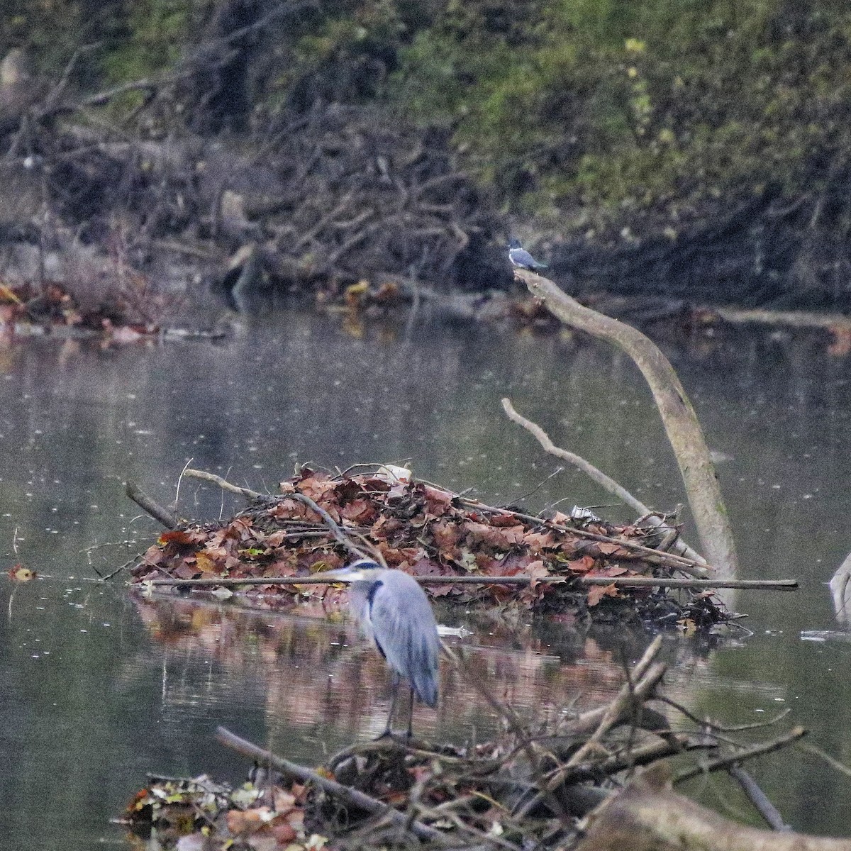 Koartza hauskara amerikarra - ML644492592