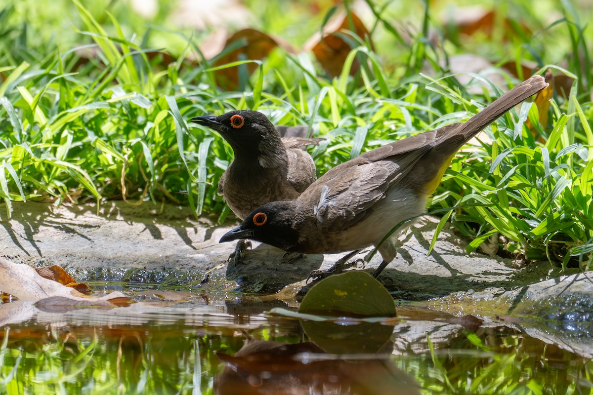 Bulbul brunoir - ML644492594