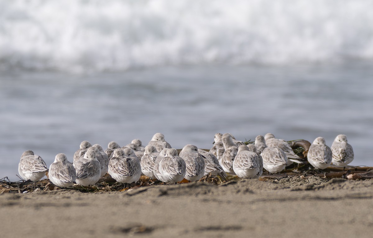 Гурвалж элсэг - ML644492616