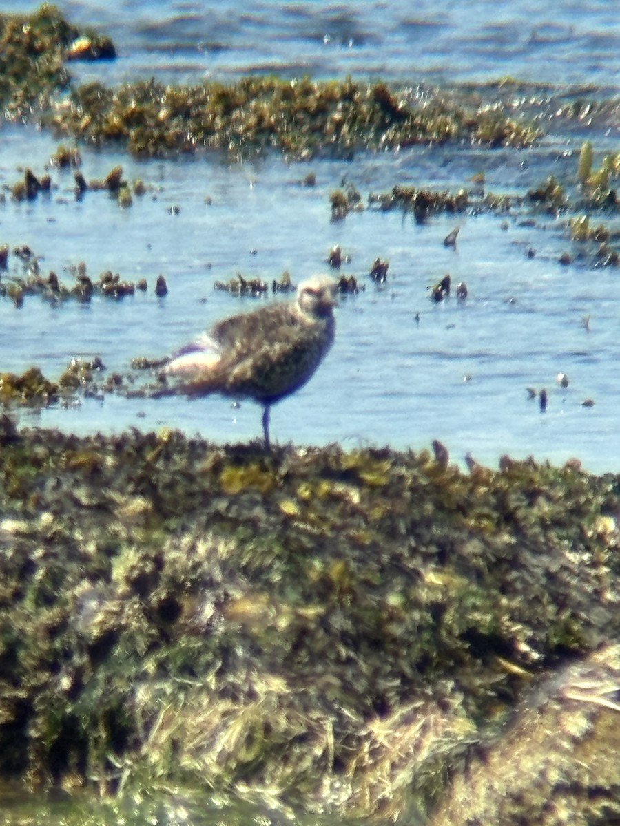 Black-bellied Plover - ML644492630