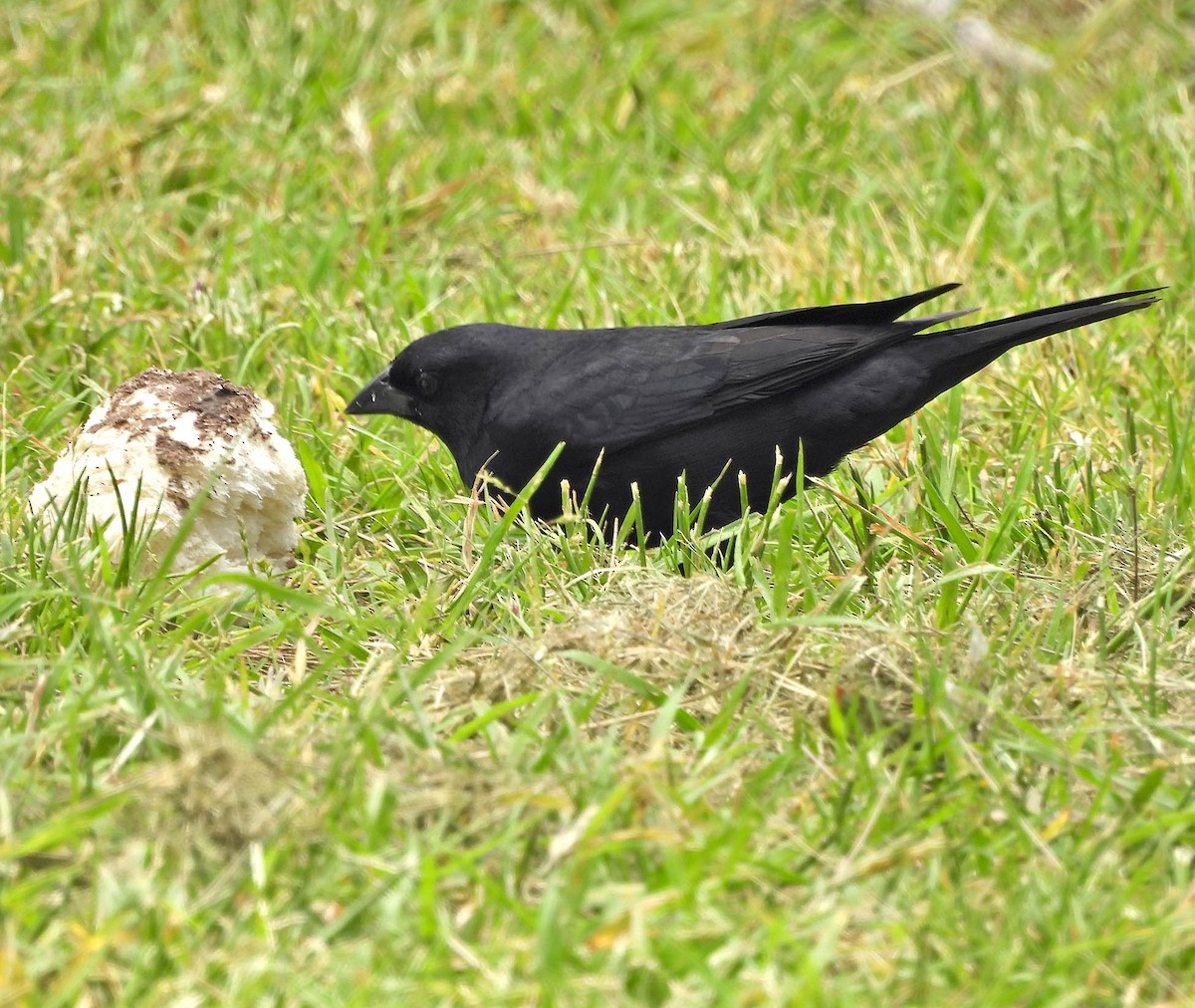 Screaming Cowbird - ML644492631