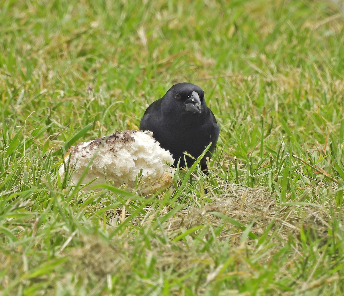 Screaming Cowbird - ML644492632