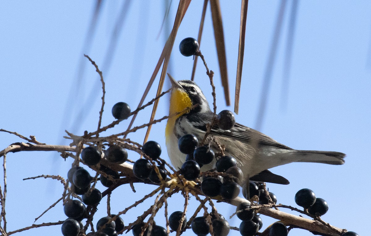 Paruline à gorge jaune - ML644492639