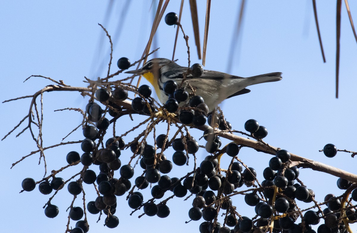 Paruline à gorge jaune - ML644492640
