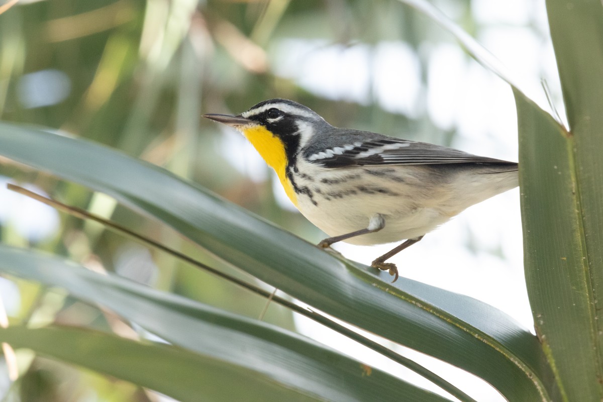 Paruline à gorge jaune - ML644492643