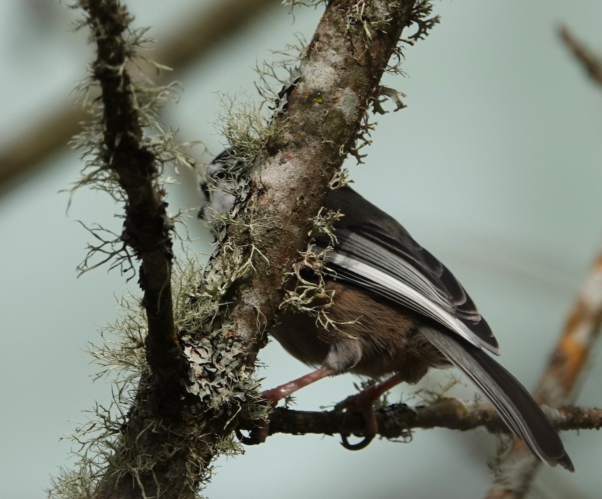 Black-capped Chickadee - ML644492644