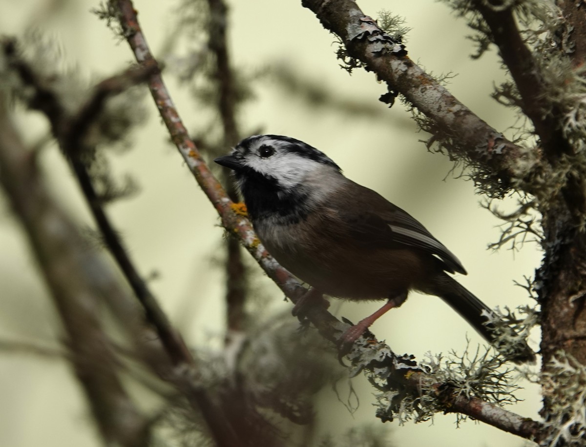 Black-capped Chickadee - ML644492645
