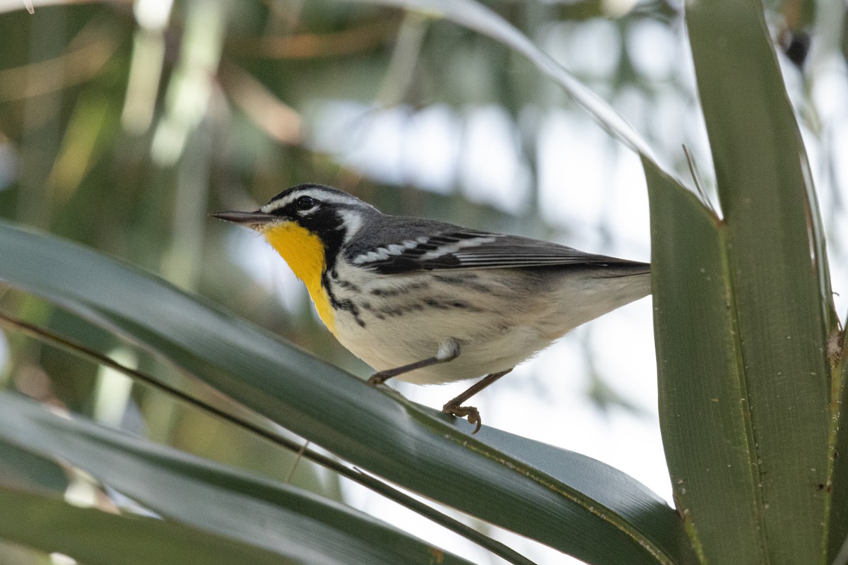 Paruline à gorge jaune - ML644492646