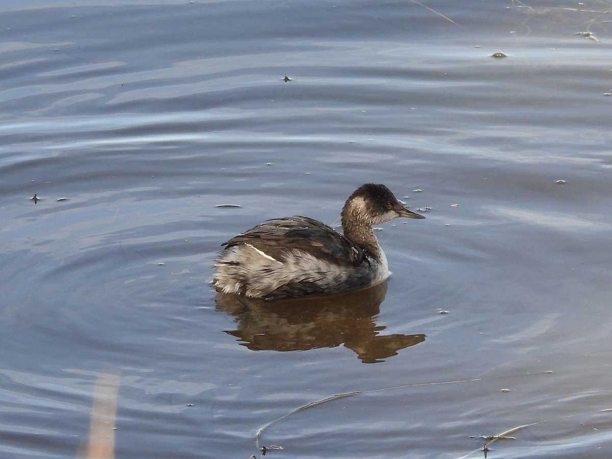 Eared Grebe - ML644492658