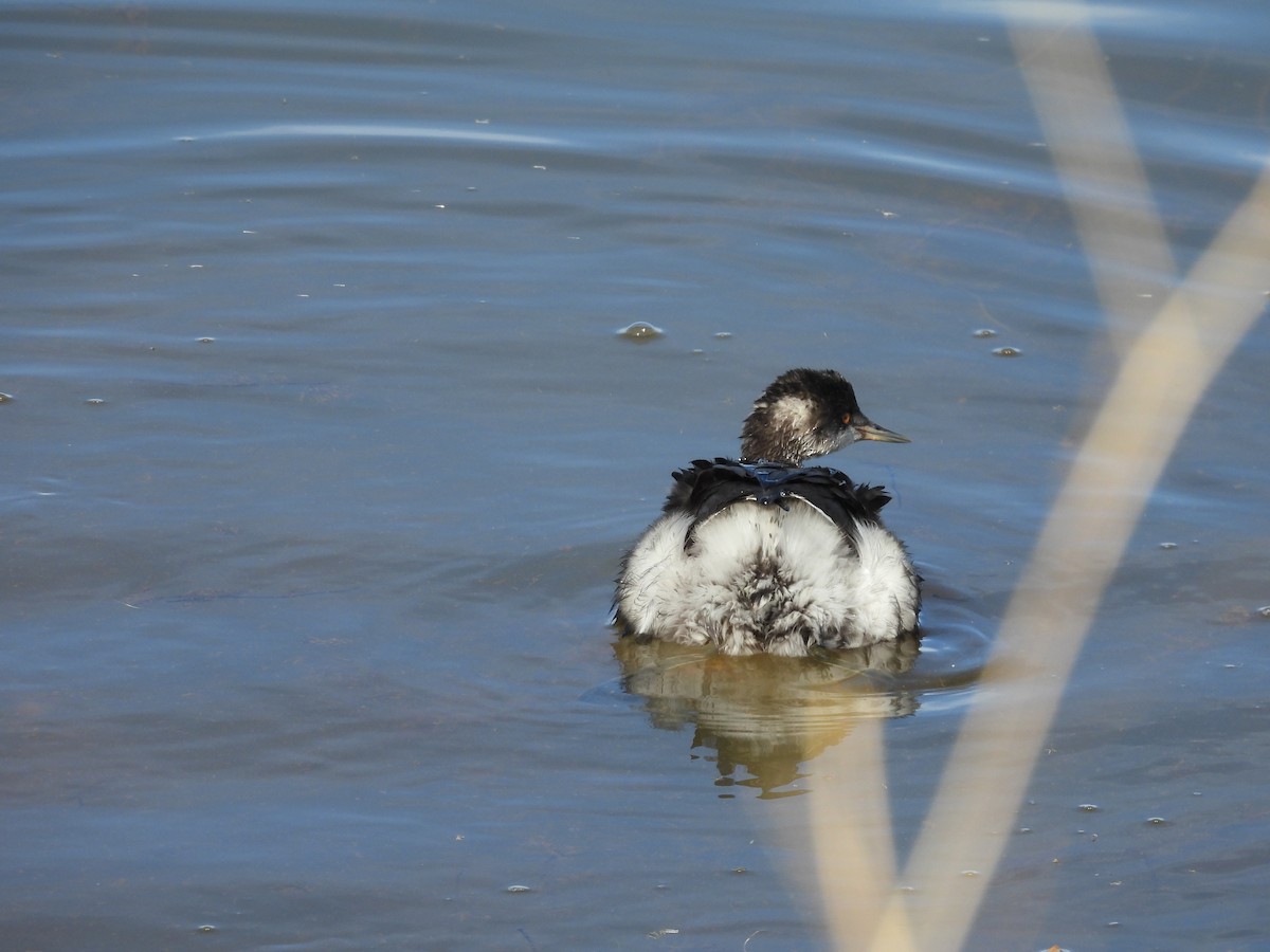 Eared Grebe - ML644492659