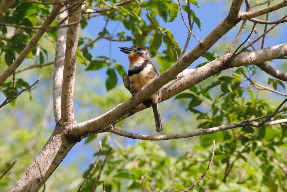 Russet-throated Puffbird - ML644492668