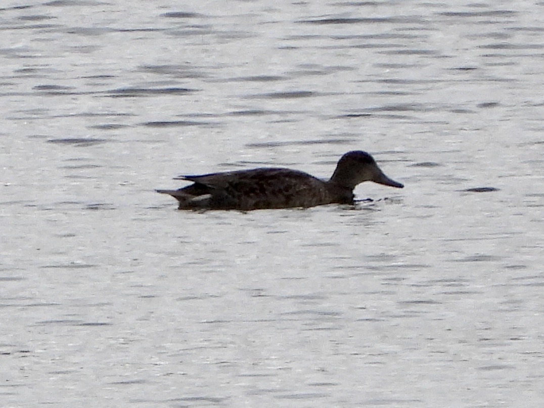 Gadwall - ML644492675