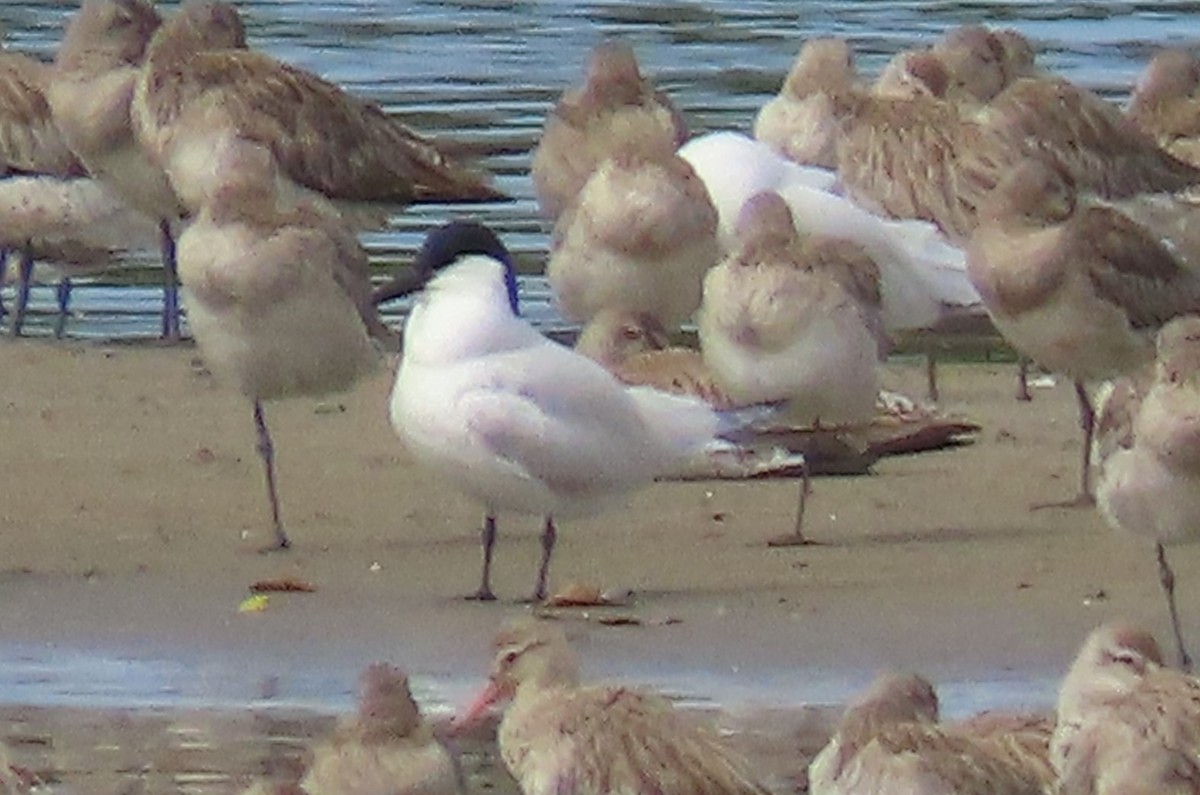 Australian Tern - ML644492676