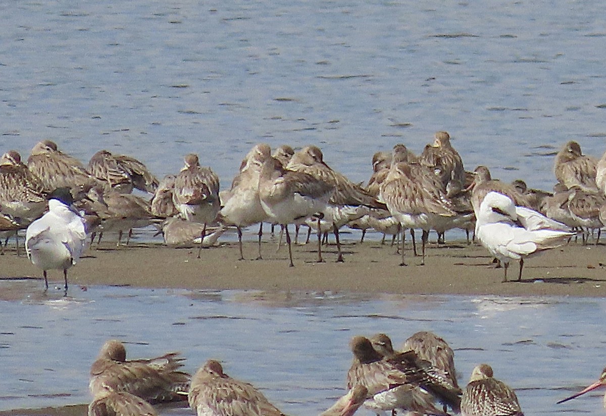 Australian Tern - ML644492677