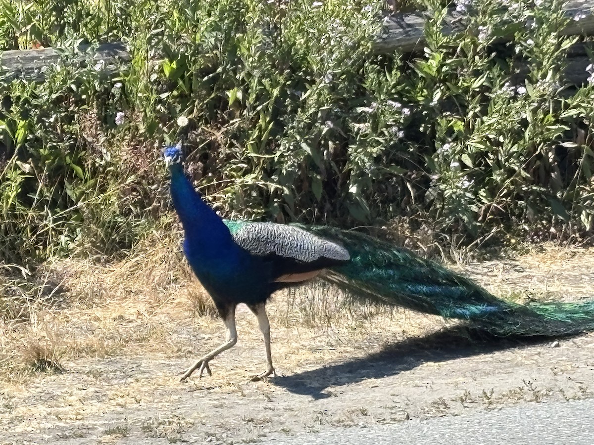 indiapåfugl - ML644492678