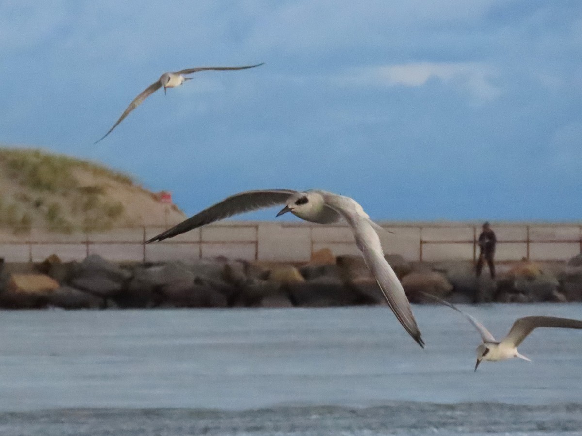 メリケンアジサシ - ML644492684