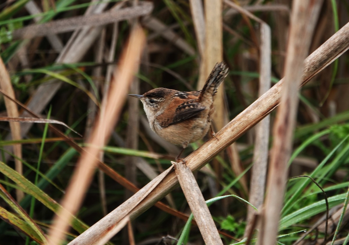 Marsh Wren - ML644492701
