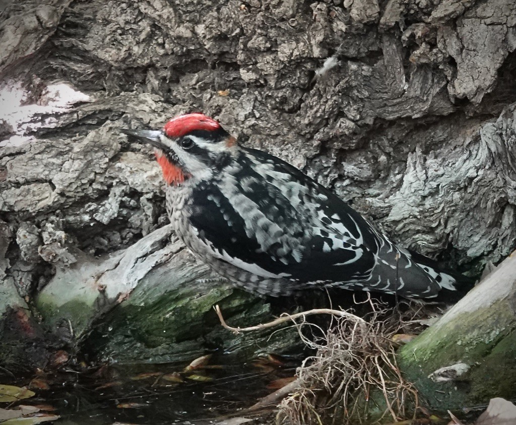 Red-naped Sapsucker - ML644492704