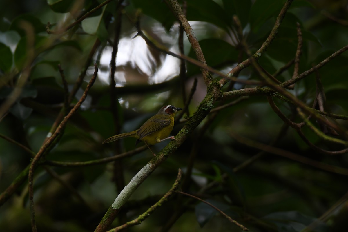 Chestnut-capped Warbler - ML644492705