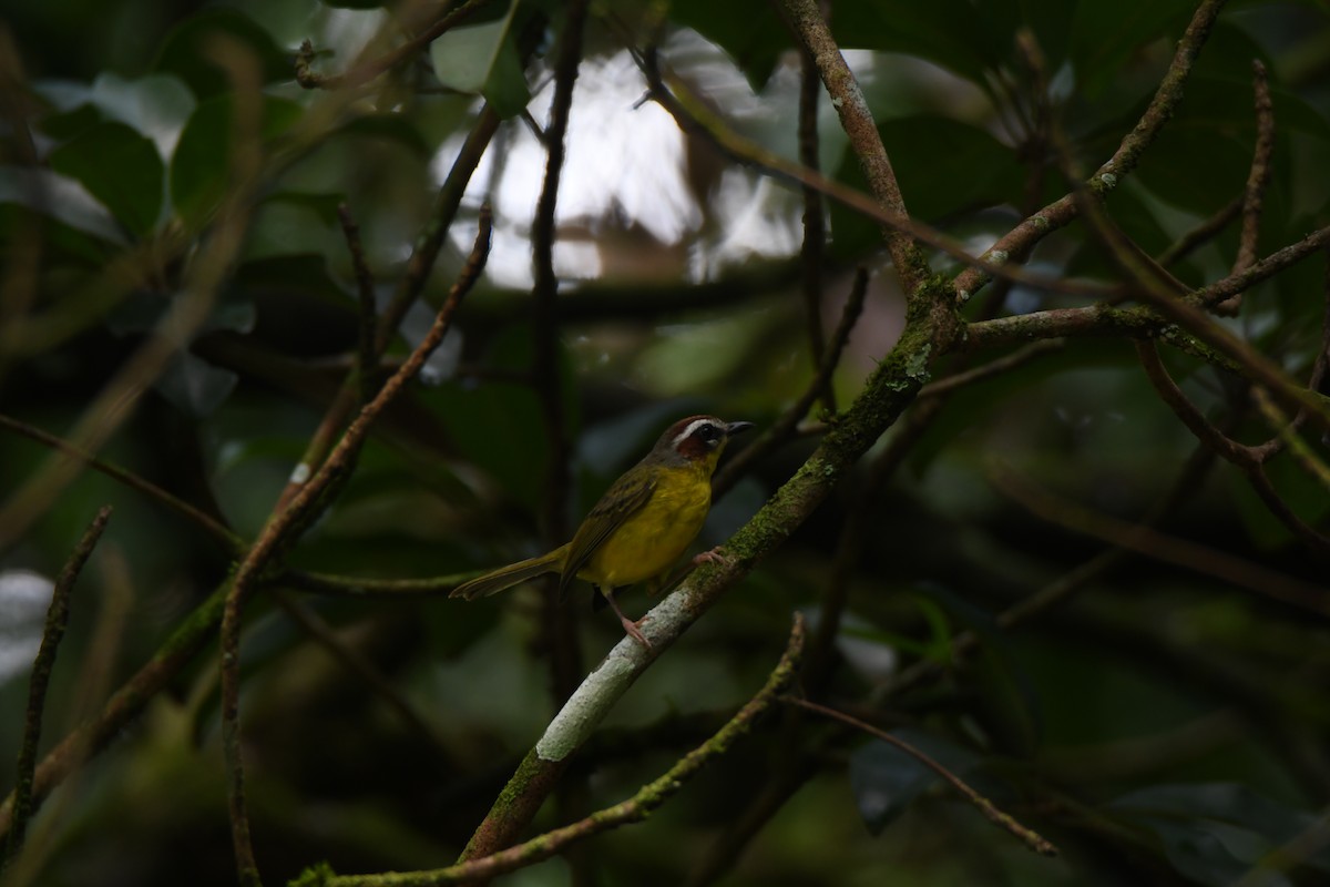 Chestnut-capped Warbler - ML644492706