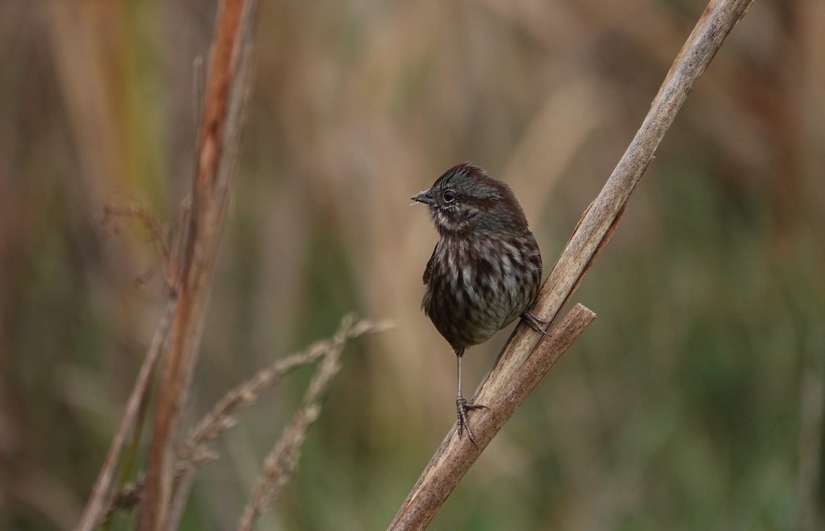 Song Sparrow - ML644492707